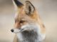 fox-2825118_1280