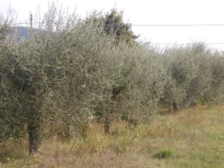 olio olivi (4)